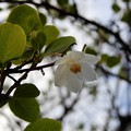 Photos: ときじくに咲くエゴノキの花 (1)