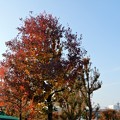 Photos: 加納北公園・ナンキンハゼの紅葉