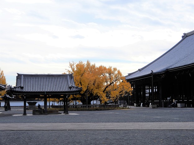 西本願寺 (3)・大銀杏と御影堂