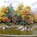 Photos: 新梅田シティの中自然の紅葉