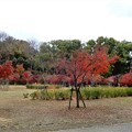 Photos: 大阪城公園の紅葉2021 (1)