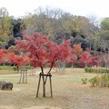 Photos: 大阪城公園の紅葉2021 (2)