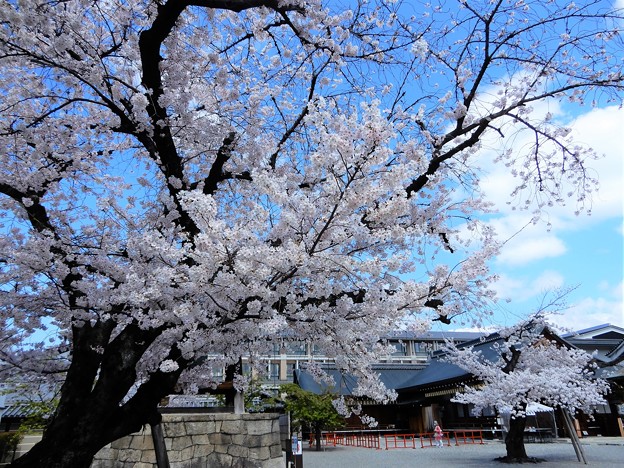 東寺の桜 (3)
