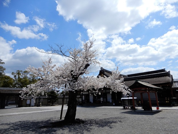 東寺の桜 (4)