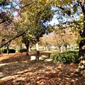 花園中央公園桜広場の紅葉 (1)