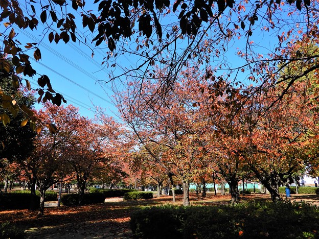 花園中央公園桜広場の紅葉 (2)