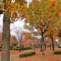 Photos: 2022年11月28日花園中央公園