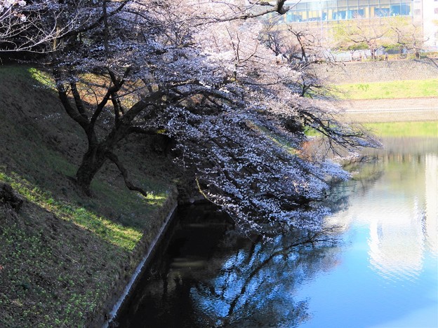 10田安門の前の橋から堀の桜を見る (1)