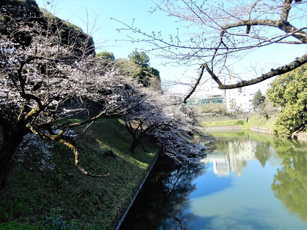 10田安門の前の橋から堀の桜を見る (2)