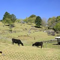 Photos: 若草の季節(黒毛和牛の放牧）