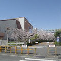 Photos: 桜花