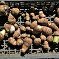 Photos: サトイモ収穫
