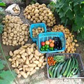 菜園・6月26日夏実物と今季最後のジャガイモ収穫