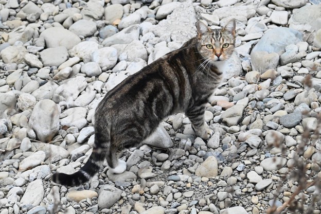 Photos: 荒野の虎猫（Ｋ川）