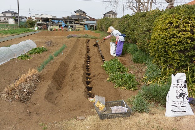 菜園・ジャガイモ、植込み施肥
