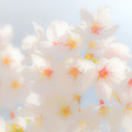 Photos: 2104桜（余白無し）改