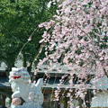 Photos: 2104枝垂桜