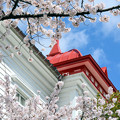 Photos: 2104大寶館と桜