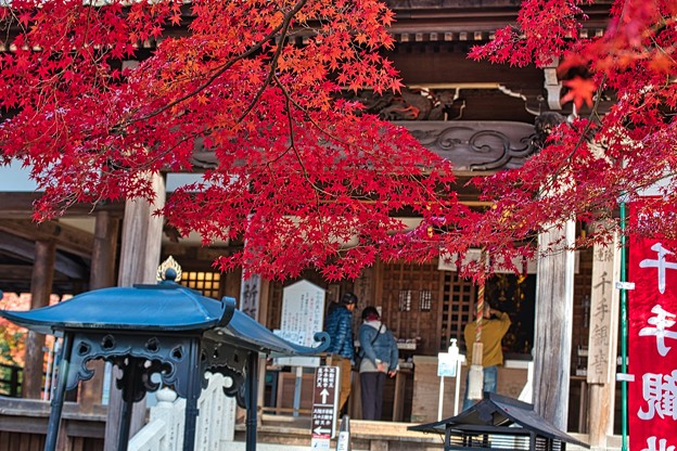 Photos: 山寺のモミジ