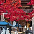 Photos: 山寺のモミジ