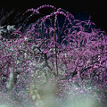 Photos: 桜が咲くころ