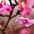 Photos: 早咲きの河津桜