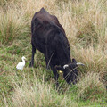 Photos: 牛とアマサギ（西表島）