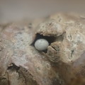 Photos: ウラジロミドリシジミの卵（松阪市） (3)