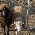 Photos: 茶色の羊