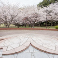 Photos: 桜公園