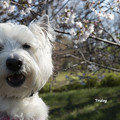 Photos: 桜　咲きました