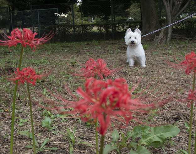 紅い花と白い犬