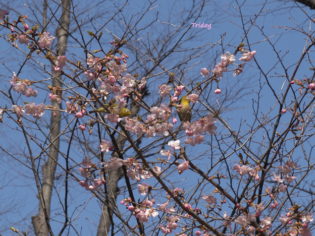 桜とメジロ