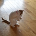 Photos: 仔猫の未由ちゃん