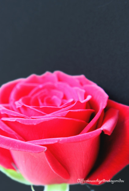 Photos: rose-love
