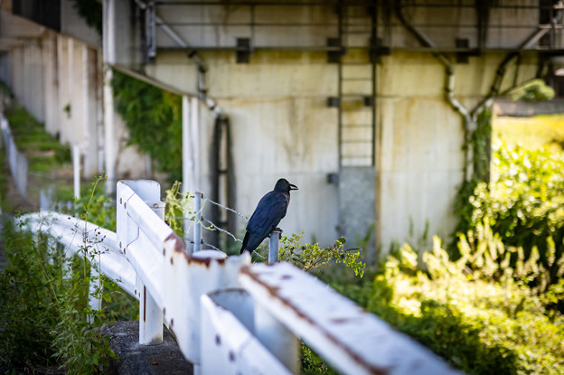 Black Crow＠鴻巣