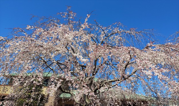 ご近所のしだれ桜が咲きました。