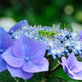 Photos: 2021.06.08　瀬谷市民の森　紫陽花とヤブキリ