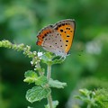 Photos: 2021.07.24　追分市民の森　ミントで紅小灰蝶