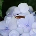 Photos: 2022.06.22　和泉川　紫陽花にモリチャバネゴキブリ