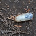Photos: 2022.11.14　追分市民の森　カブトムシ　幼虫が歩いていた