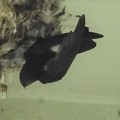Photos: ヒメアマツバメ  House Swift  Apus nipalensis DSCN4923