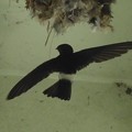 Photos: ヒメアマツバメ  House Swift  Apus nipalensis DSCN4941