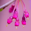 Photos: 枝垂れ桜のつぼみ