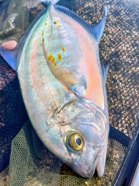 奄美遠征最後かつ2021年ラストの獲物は空港そばのリーフでナンヨウカイワリ。いかにも南洋といった感じの美麗魚だが、アジ科の魚なだけあって引きも中々。