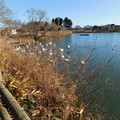 Photos: DSCN3885一の関溜池の白鳥
