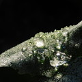 Photos: 寒い朝凍った水滴アブラナDSCN4269
