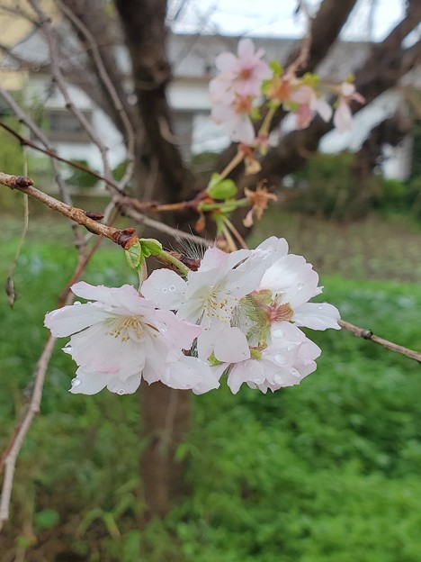桜とケムンパス（２）