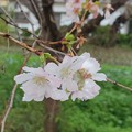 桜とケムンパス（２）