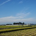 Photos: 稲刈り日和